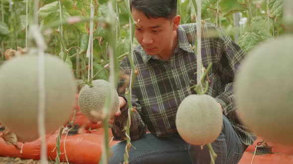 Asian Farmer Hold Melon And Checking Melon In Green House Of Melon Farm