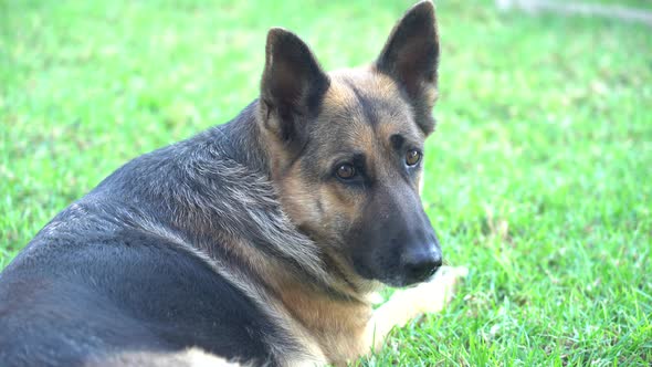 Pedigree breed dog, German shepherd female in garden with lawn lying down and playing with a ball