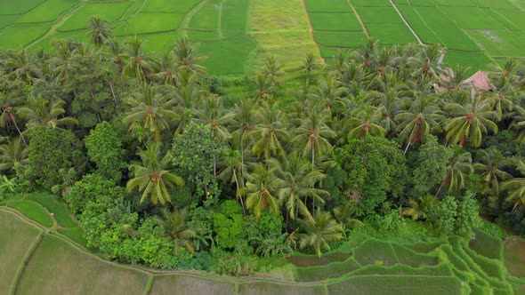 Aerial Shot of Rice Fields and Houses Surrounding a Walkway in a Center of the Ubud Village on a