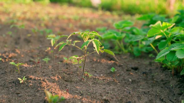 A Young Tomato Seedling in a Garden Bed at Sunset Closeup