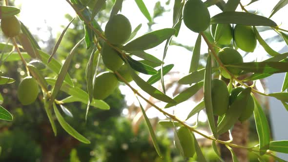 Olive Tree Branch on Sunny Day