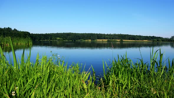 Lake with Grass on the Shore - Forest (Trees) in Background - Sunny Day