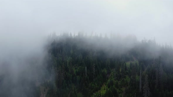 Cloud and forest aerial view