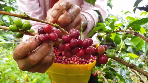 Hands picking coffee