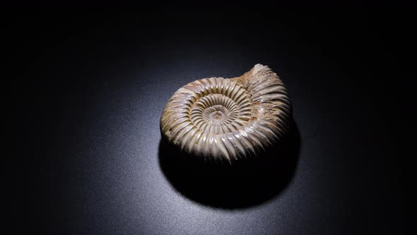 Ammonite Prehistoric Fossil Gyrating alt