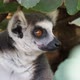 Funny Lemur Sitting on a Tree Twig and Looking Around on a Sunny Day in Summer   - VideoHive Item for Sale