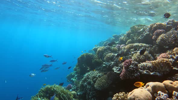 Many Fish Swim Among Corals in the Red Sea Egypt