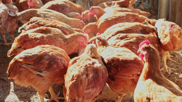 Free Range Domestic Hens Chickens Pecking Eating Feed Tray in Backyard House