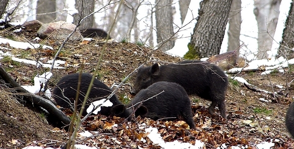 Small Wild Pigs 1