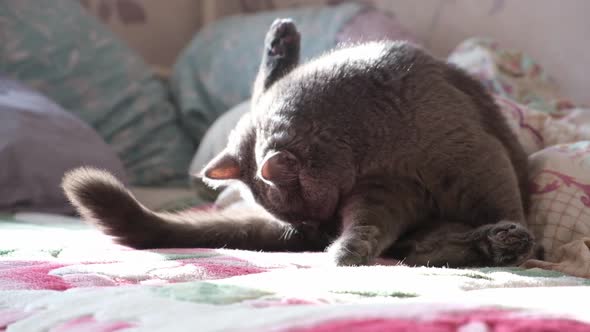 The Grey Cat is Licking Himself