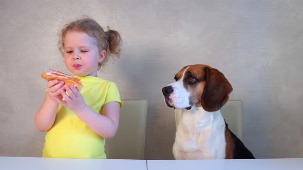 Little girl eating eclair cake next to a hungry beagle dog and treating him