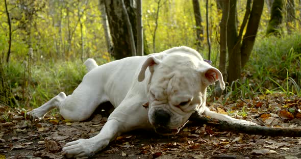 Close - Up of a Large White Dog in a Collar, Which Is in the Autumn Forest, He Lies on the Ground