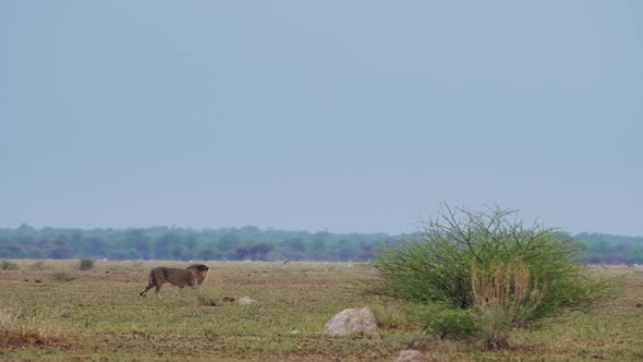 A young beautiful male lion with black mane walking in the open grassland of the Kalahari desert in