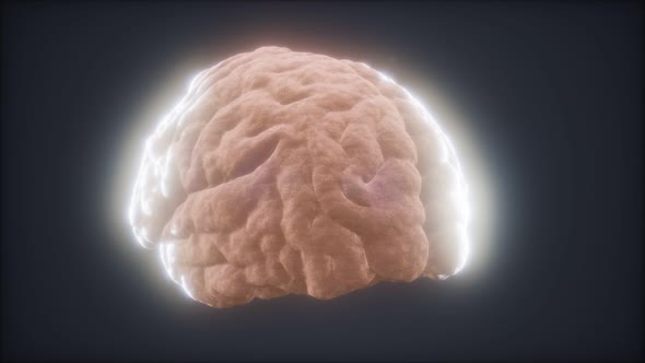 Loop Rotating Human Brain Animation alt