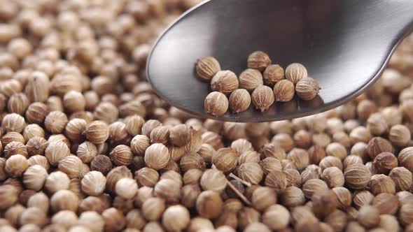 Dry coriander seeds in a spoon. Falling on a heap in slow motion. Macro