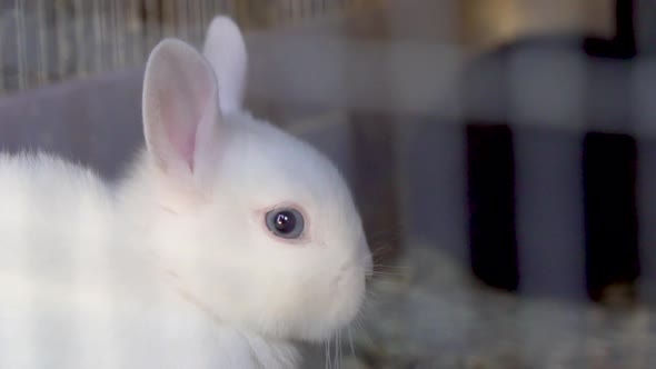 White rabbit with blue eyes breathing inside rabbit cage_slomo