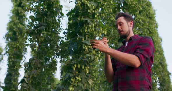 A Man Inspects Hops Used in Brewing Beer and Checks the Quality of the Aroma