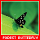 Macro Forest Black Butterfly - VideoHive Item for Sale