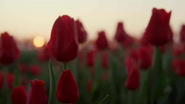 Closeup Flower Field with Many Tulips in Sunset