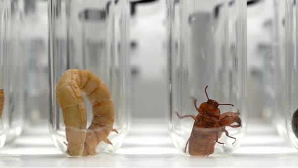 Different Stages of Tenebrio Molitor, From Pupae, Larvae and Beetles