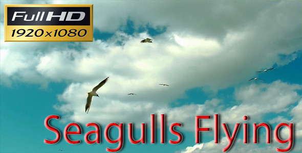 Seagulls Flying 