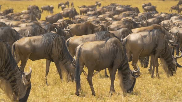 Gnus grazing in Maasai Mara National Reserve