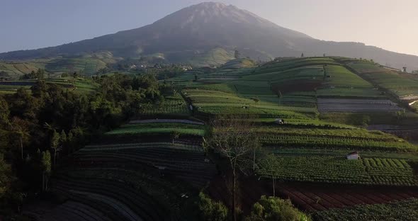 Vegetable plantation on the slope of Mount Sumbing, Central Java, Indonesia