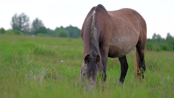 Adult Pregnant Horse Grazing in Field