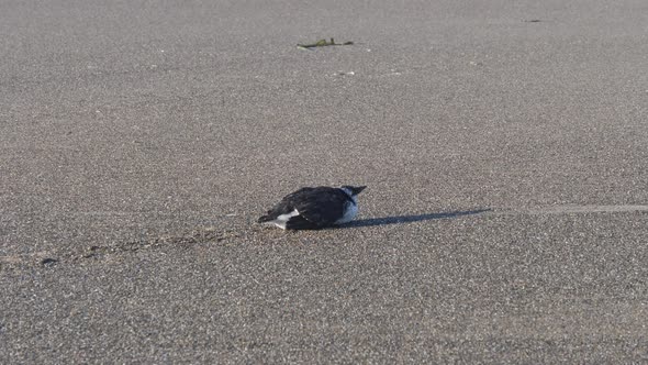 A bird wags its tail drying off from the cold waters of the ocean.