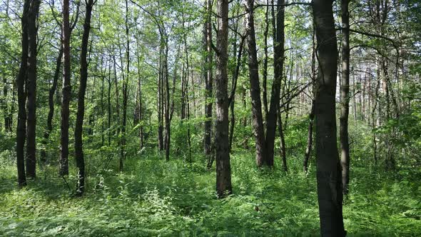 Trees in the Forest By Summer Day