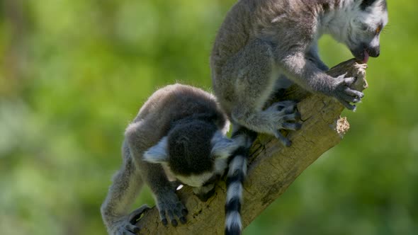 High quality close up of young lemurs resting on branch and nibbling wood in summer