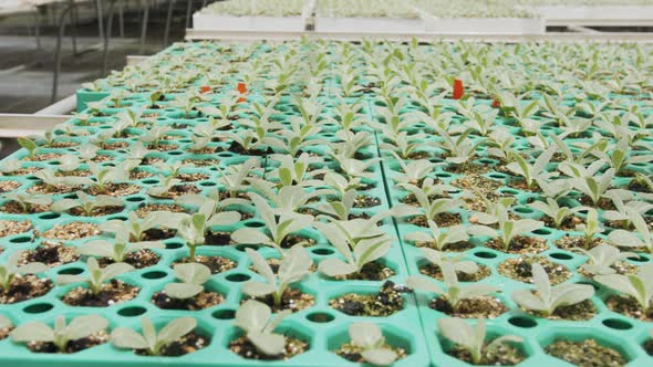 Large industrial nursery with organic vegetable plants growing inside a greenhouse