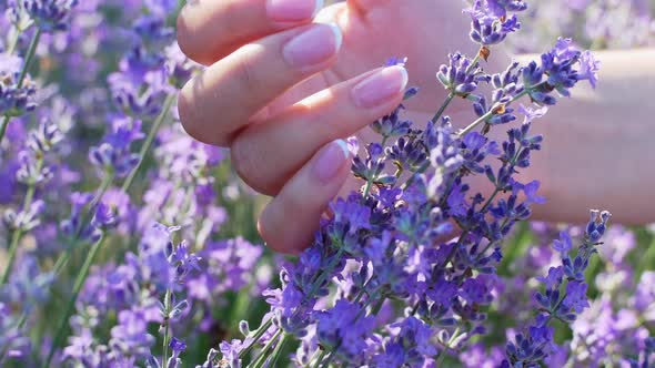 The woman's hand gently touches the flowers of the lavender field. Cooking lavender oil.