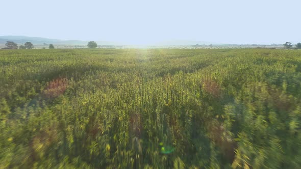 Drone Flying Above Hemp Plants on Large Field Outdoors