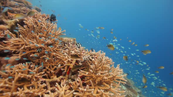 Hard Corals With Shoals of Fish