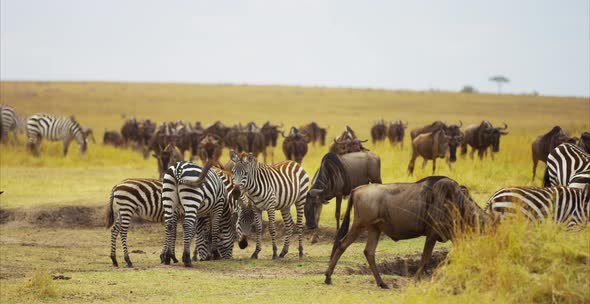 Gnus and zebras in the savanna