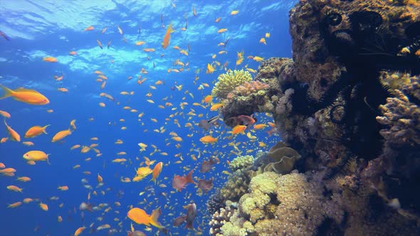 Beautiful Tropical Coral Garden