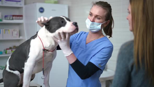 Portrait of Confident Professional Veterinarian Talking to Owner Examining American Staffordshire