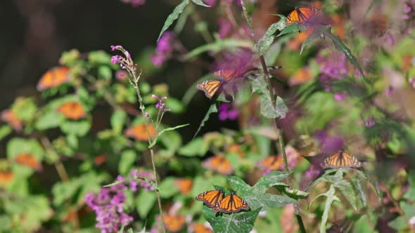 Lot of Butterflies Sit on Flowers and Plants and Fly in the Air