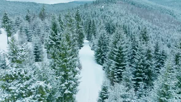 Forest Mountains Snow Cold Winter Wood Hill Frozen Travel Nature