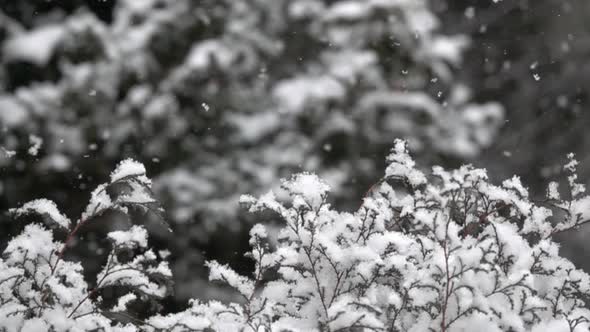 Fluffy snow falls gently in slow motion.