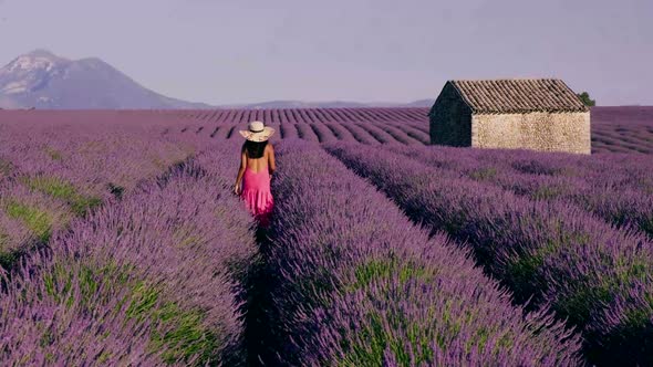 Provence Lavender Field France Valensole Plateau Colorful Field of Lavender Valensole Plateau