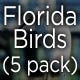 Florida Bird Packs - VideoHive Item for Sale