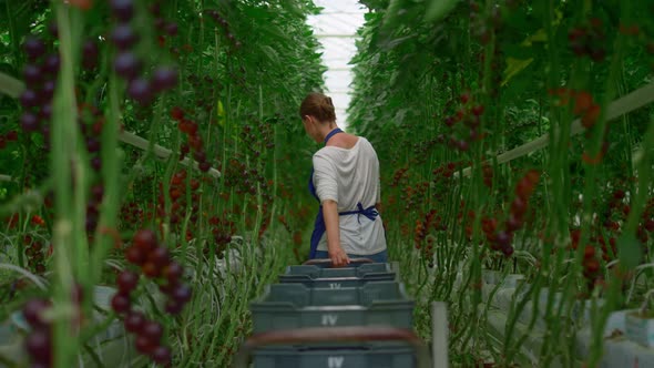 Woman Farmer at Plantation Tomato Ripe Harvest