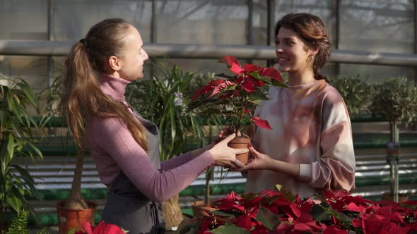 Young Smiling Female Florist in Apron Showing Flowerpots with Red Poinsettia to Female Customer