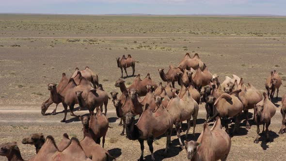 Aerial View of Bactrian Camels in Mongolia