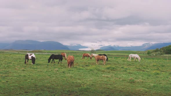 Icelandic Horses in Field with Mountains Background