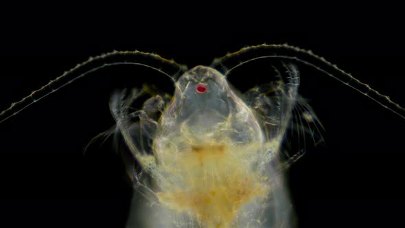 Zooplankton of the Black Sea Under a Microscope. Copepoda Family of Crustaceans