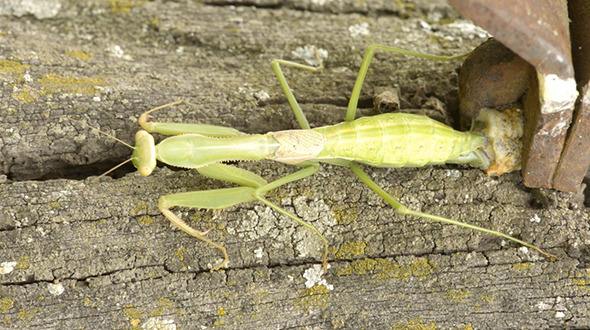 Praying Mantis Nest