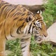 A tiger relaxed walks over the rocks - VideoHive Item for Sale